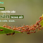 Cách đuổi kiến, gián ra khỏi nhà bằng nguyên liệu có sẵn