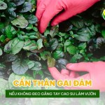 Cẩn thận gai đâm nếu không đeo găng tay cao su làm vườn